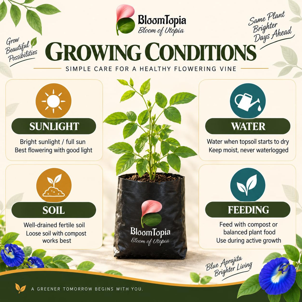 Sunlight, water, soil and feeding guide for Blue Aparajita.