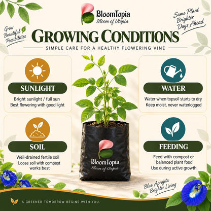 Sunlight, water, soil and feeding guide for Blue Aparajita.
