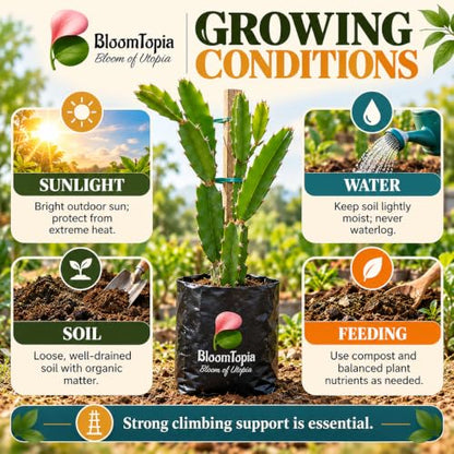 Sunlight, water, soil and feeding guide for Yellow Dragon Fruit.