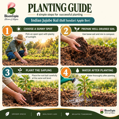 Step-by-step planting illustration for Ball Sundari Apple Ber.