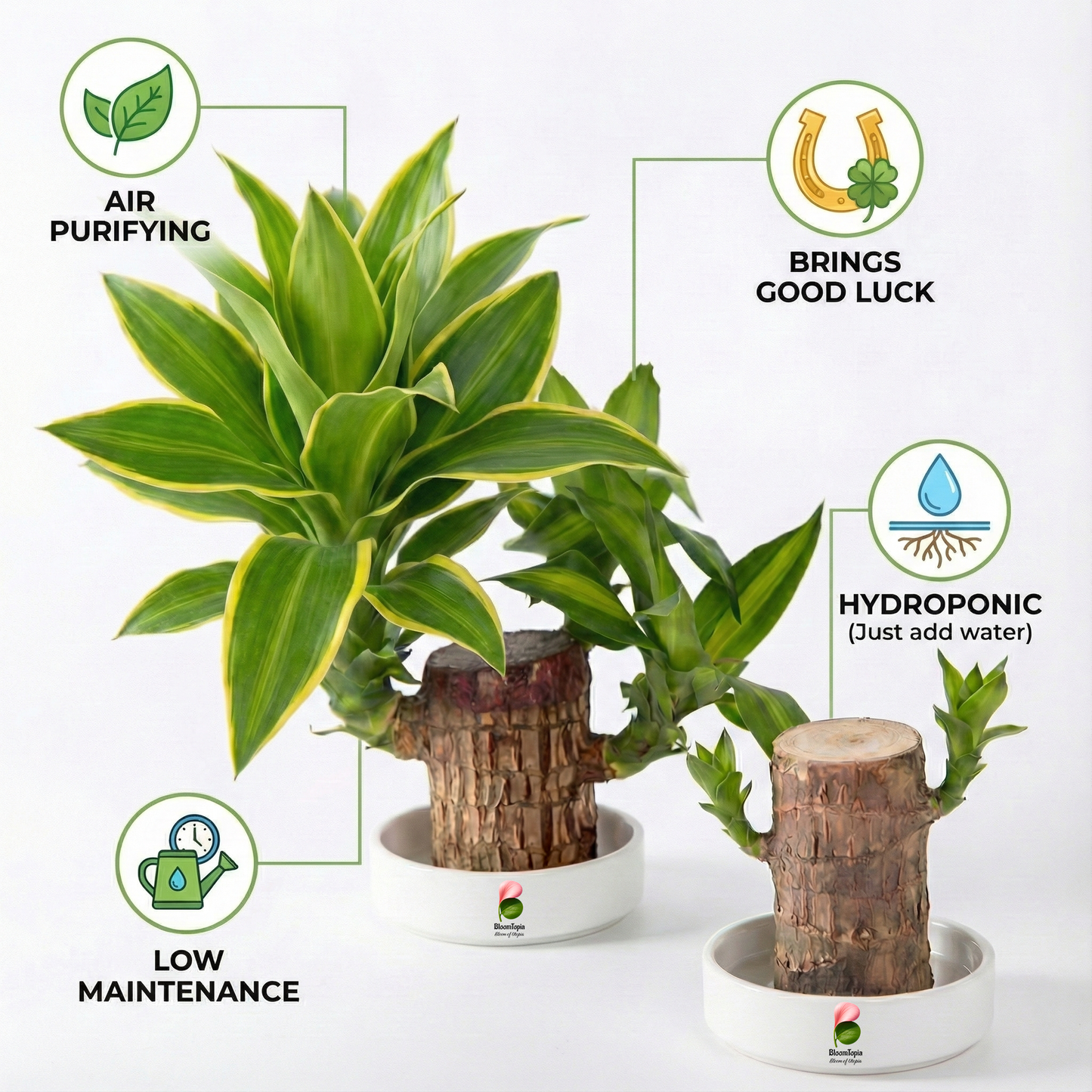 Lucky Brazilian Wood Live Plant for Home & Office | Good Luck Indoor Green Plant for Room & Desk Decor | Easy Care Air-Purifying Indoor Plant | Fresh Healthy Live Plant