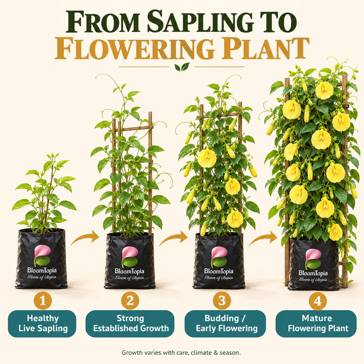 Illustrated growth stages for Yellow Aparajita, from young plant to mature growth.