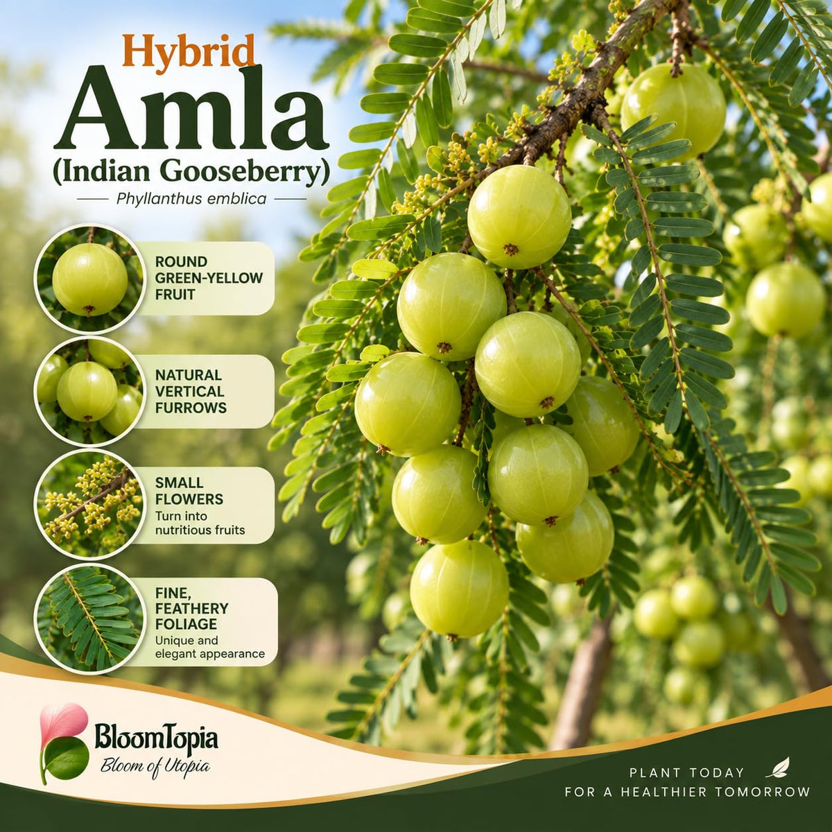 Illustration of mature Hybrid Amla Indian Gooseberry features with variety callouts.