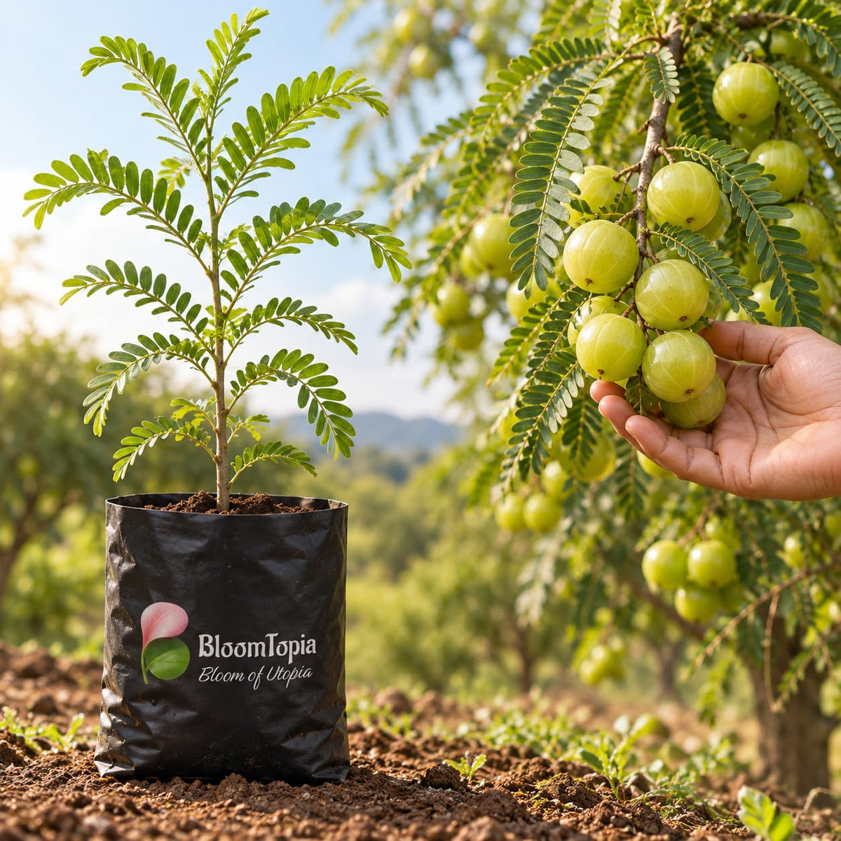 Illustration comparing young Hybrid Amla Indian Gooseberry nursery growth with a mature plant.