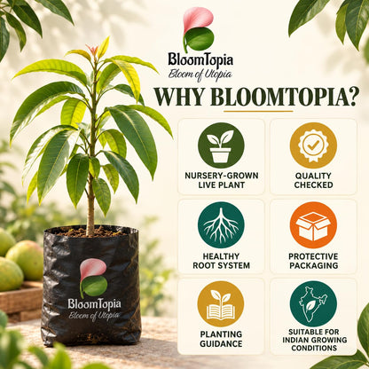 BloomTopia plant-handling and brand-information panel featuring Vietnam Variety Mango.
