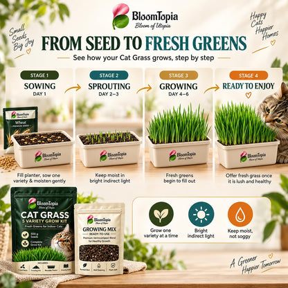 Illustrated stages from cat grass seed to leafy growth.