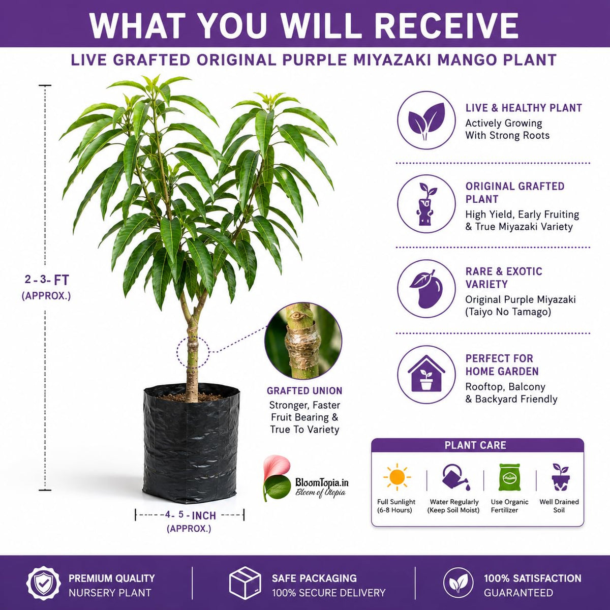 Young mango plant and nursery plant contents panel.