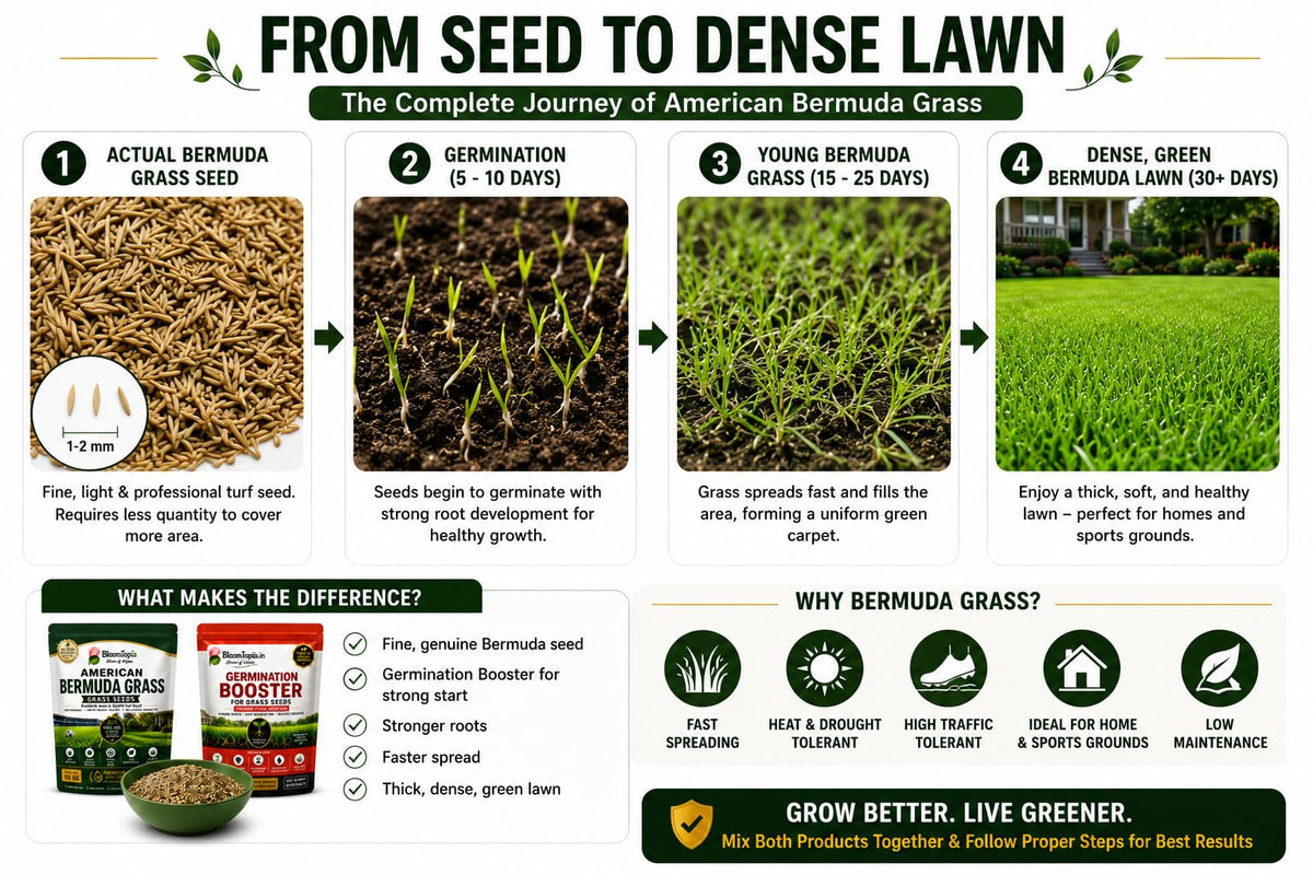 Grass seed to lawn growth illustration.