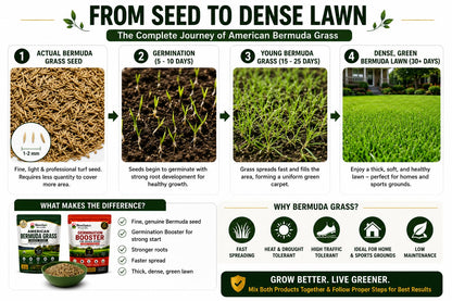Grass seed to lawn growth illustration.