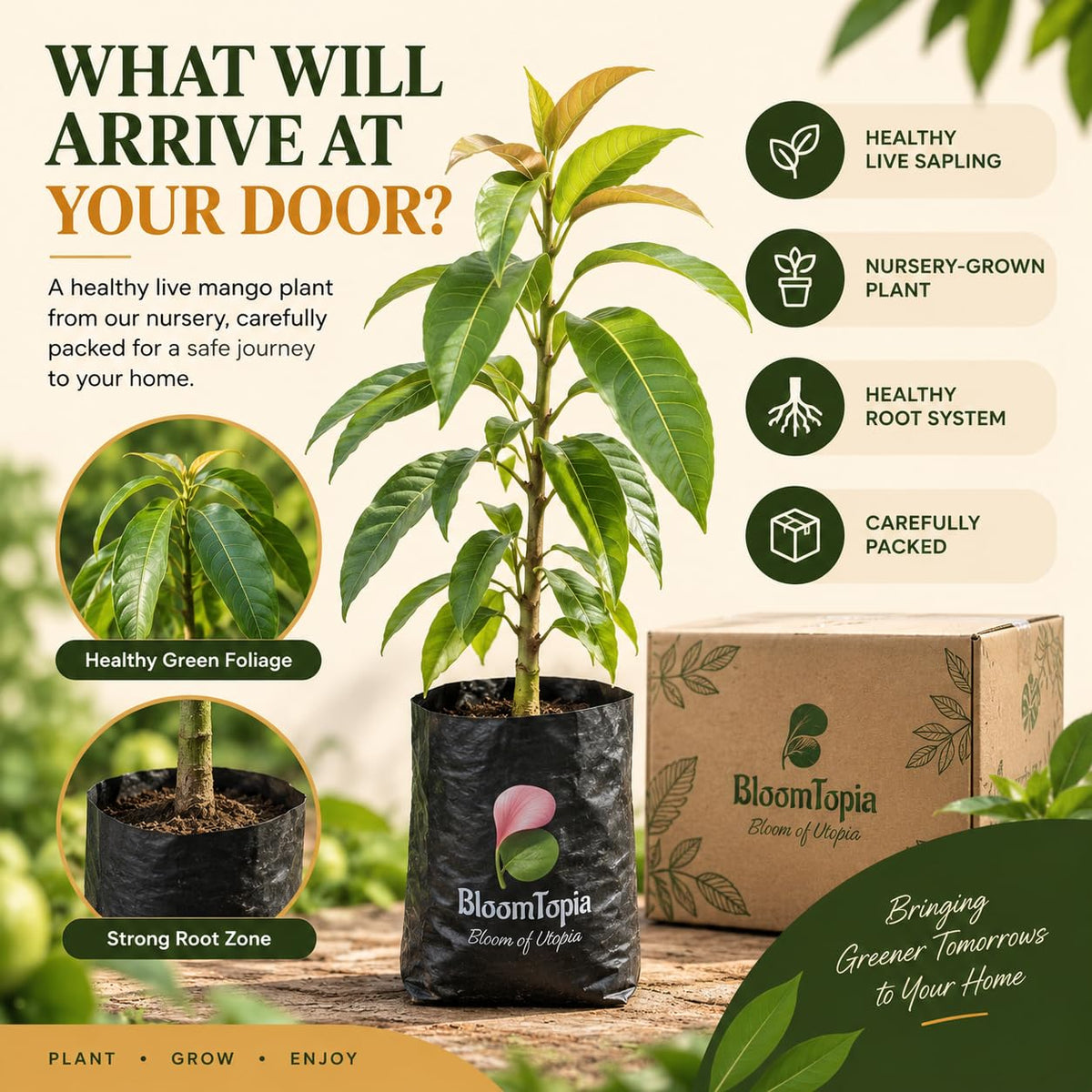 Illustrated plant, root close-ups and pack-presentation panel for Vietnam Variety Mango.