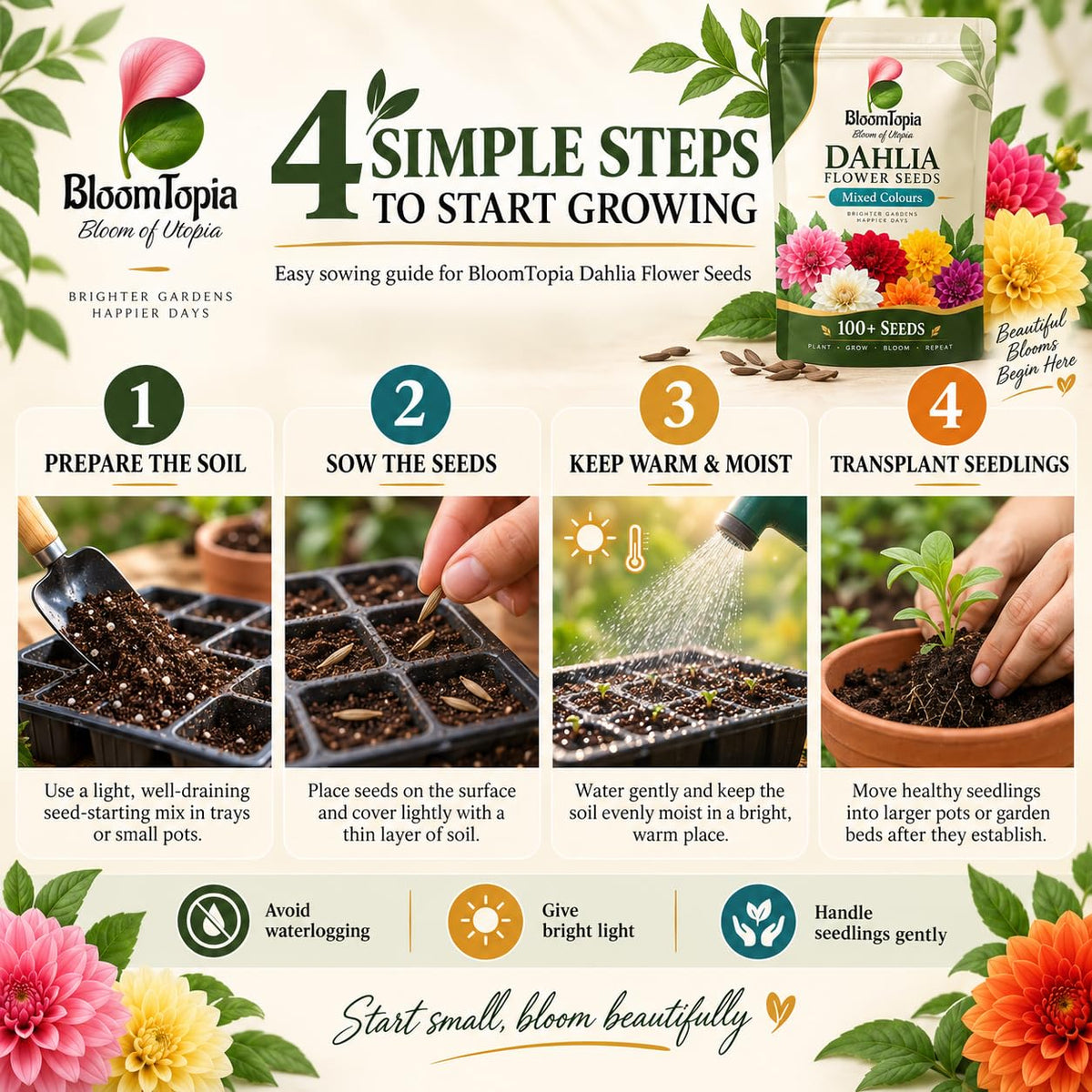 Four-step dahlia seed sowing guide.