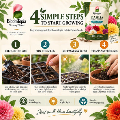 Four-step dahlia seed sowing guide.