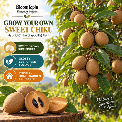 Illustration of mature Hybrid Chiku Sapodilla features with variety callouts.
