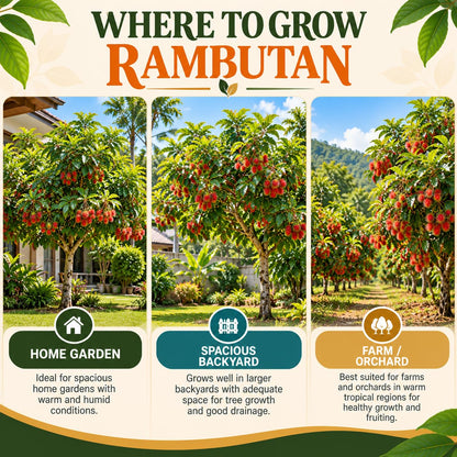 Garden and orchard growing locations for rambutan.