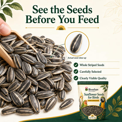 Close-up of striped sunflower seeds.
