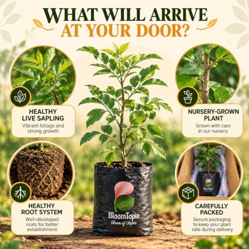 Illustrated plant, root close-ups and pack-presentation panel for Kodbel Wood Apple.