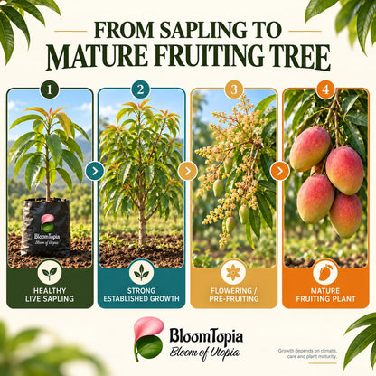 Illustrated growth stages for Miyazaki Mango, from young plant to mature growth.