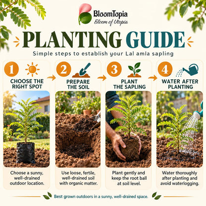 Step-by-step planting illustration for Lal Amla.