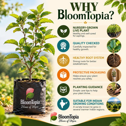 BloomTopia plant-handling and brand-information panel featuring HRMN-99 Hariman Apple.