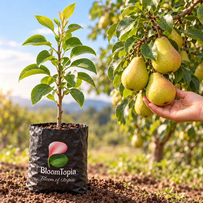 Illustration comparing young Nashpati Pear nursery growth with a mature plant.