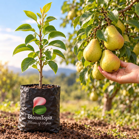 Illustration comparing young Nashpati Pear nursery growth with a mature plant.