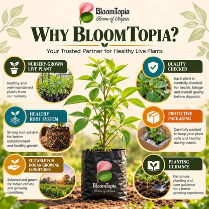 BloomTopia plant-handling and brand-information panel featuring Mishti Bel.