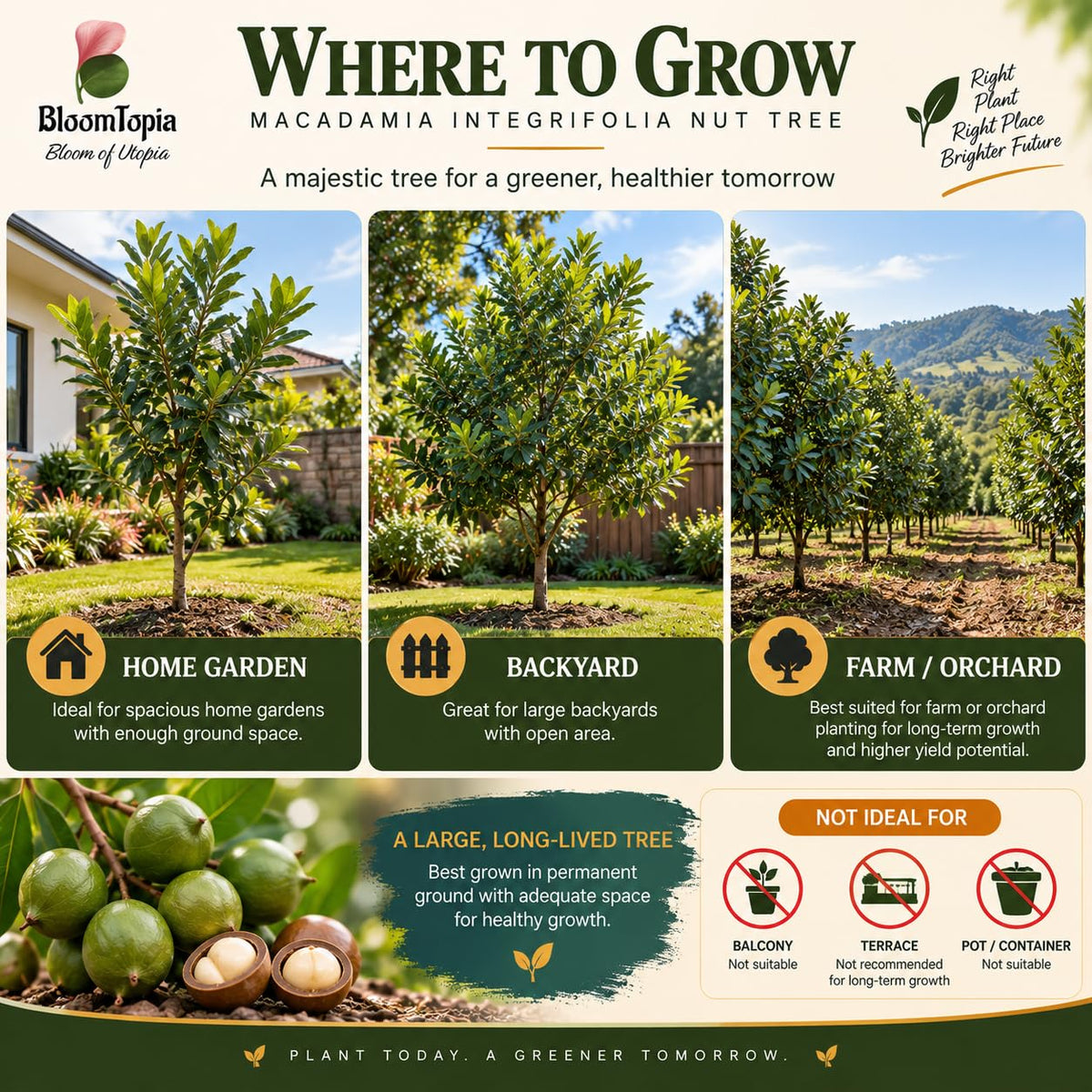 Illustrated growing locations for Macadamia Nut.