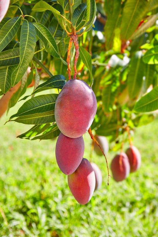 Red mango fruits hanging from a branch.