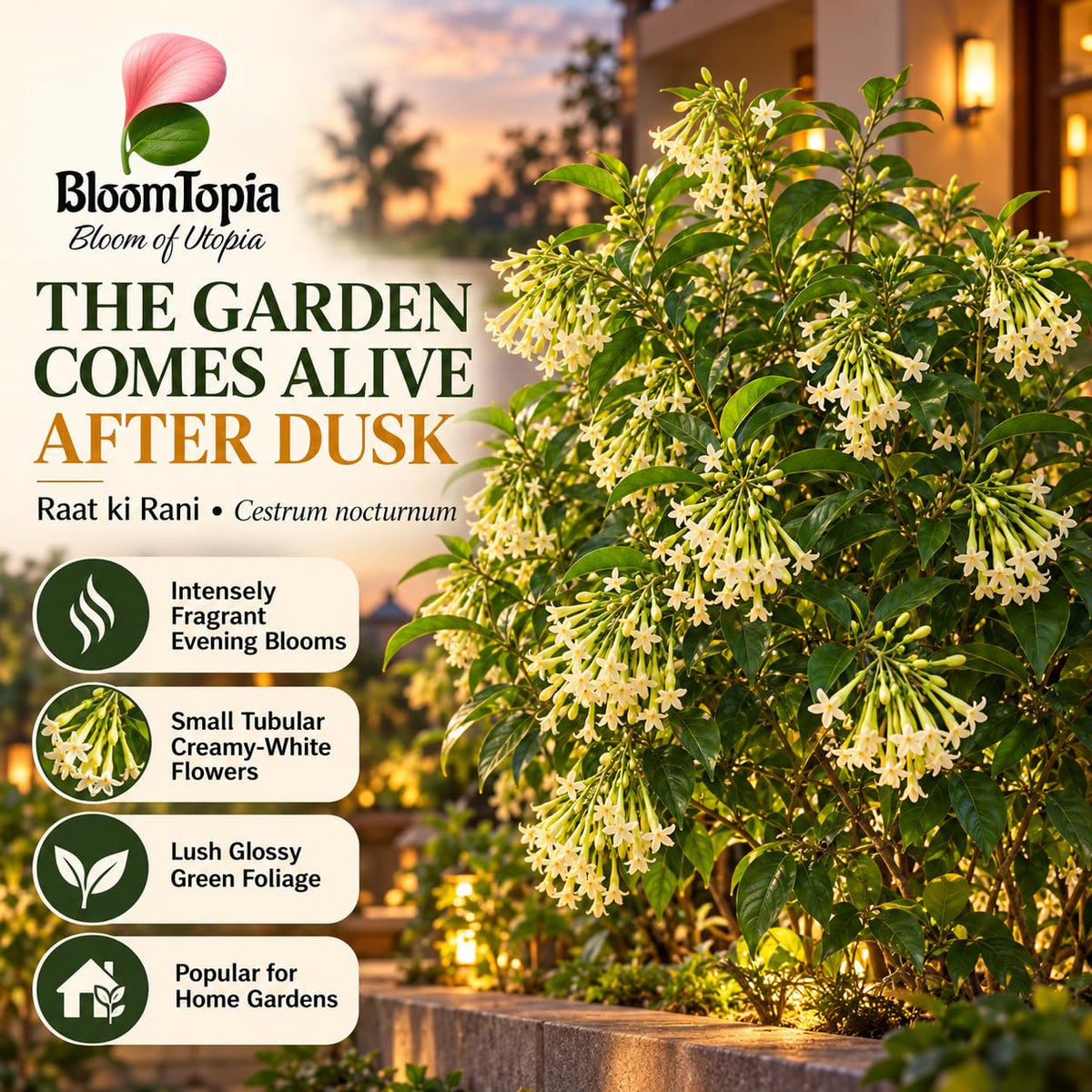 Illustration of mature Raat Ki Rani Night Blooming Jasmine features with variety callouts.