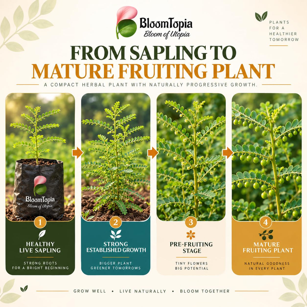 Illustrated growth stages for Bhoomi Amla, from young plant to mature growth.