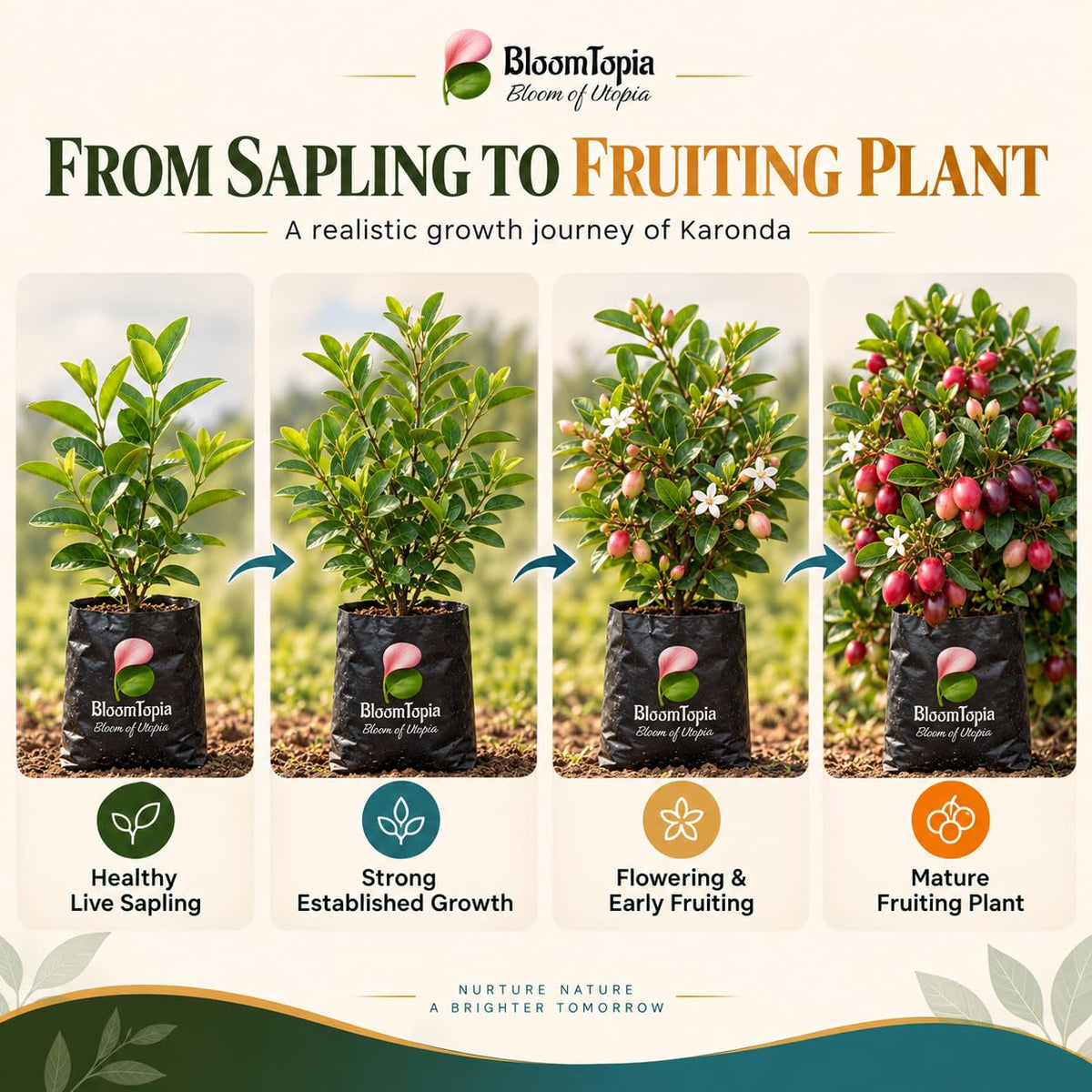Illustrated growth stages for Karonda Fruit Plant (Carissa carandas), from young plant to mature growth.