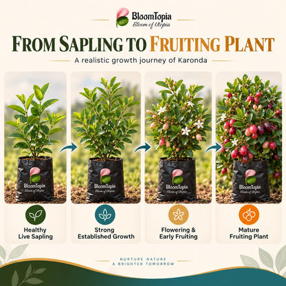 Illustrated growth stages for Karonda Fruit Plant (Carissa carandas), from young plant to mature growth.