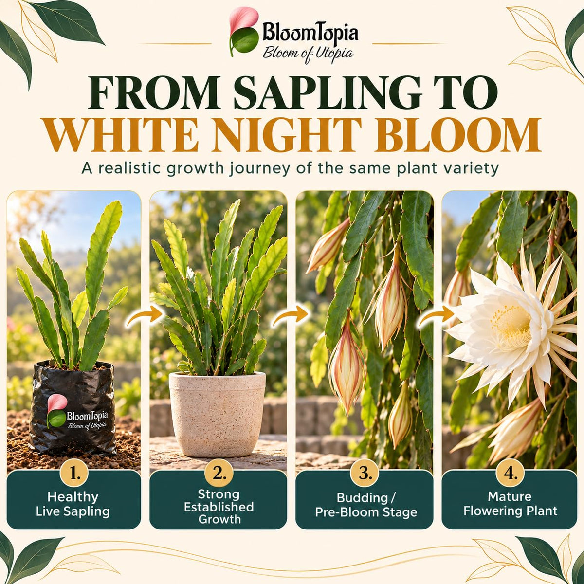Illustrated growth stages for White Brahma Kamal, from young plant to mature growth.