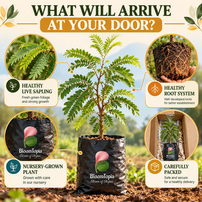 Illustrated plant, root close-ups and pack-presentation panel for Sweet Tamarind (Misthi Tetul).