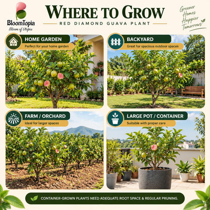 Illustrated growing locations for Red Diamond Guava.