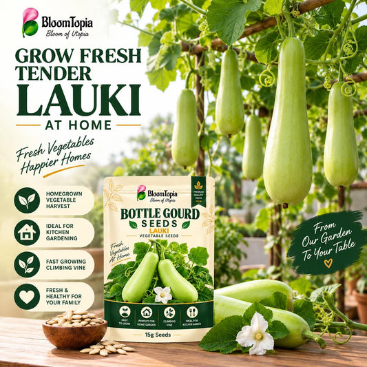 Illustration of bottle gourd growing on a trellis.