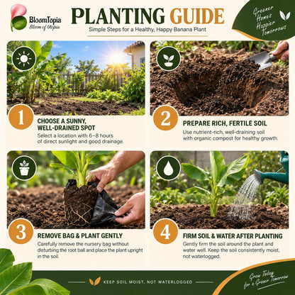 Step-by-step planting illustration for Dwarf Banana.
