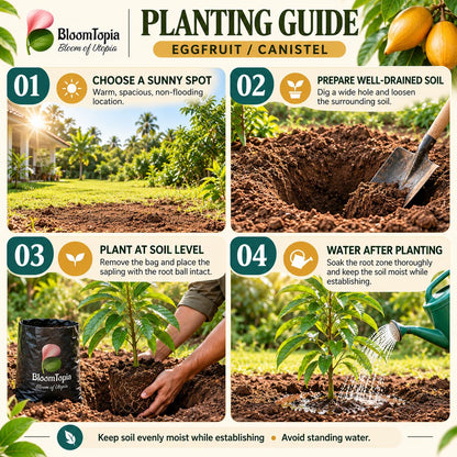 Step-by-step planting illustration for Egg Fruit Canistel.