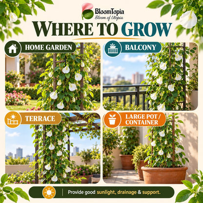 Illustrated growing locations for White Aparajita.