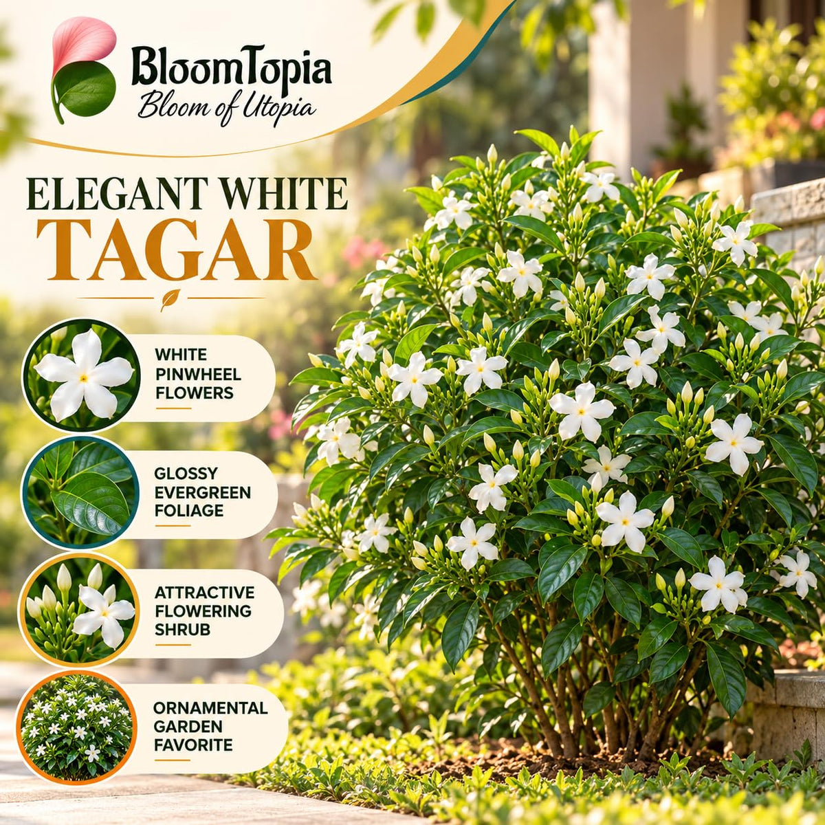 Illustration of mature Tagar Crape Jasmine features with variety callouts.