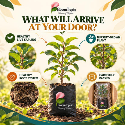 Illustrated plant, root close-ups and pack-presentation panel for Kashmiri Apple.