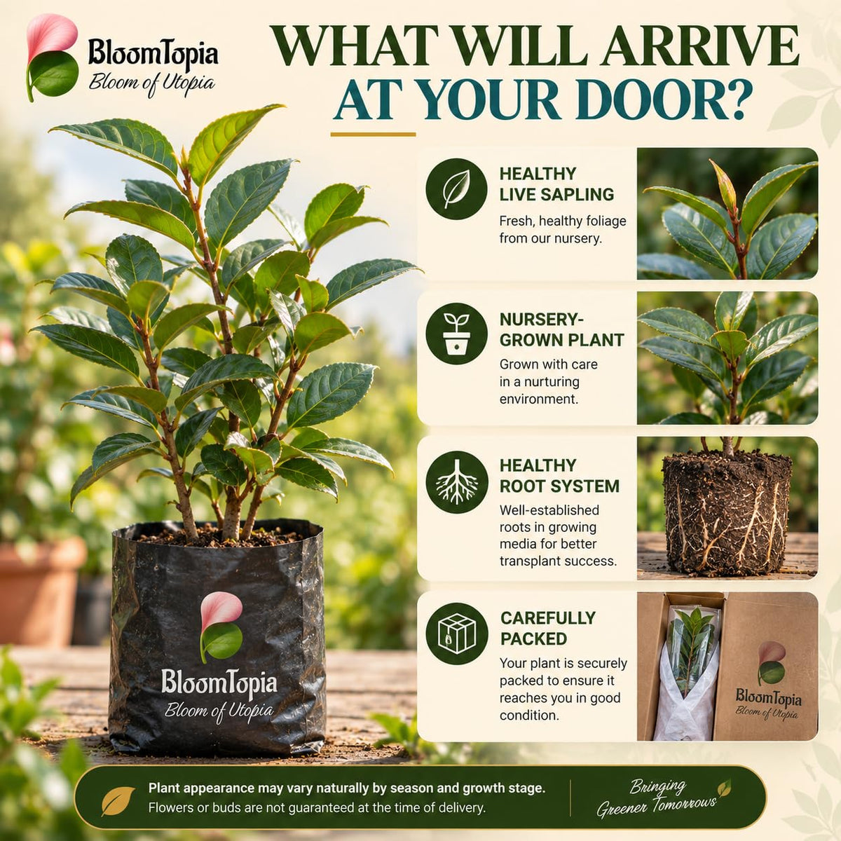Illustrated plant, root close-ups and pack-presentation panel for Rare Red Hybrid Camellia.