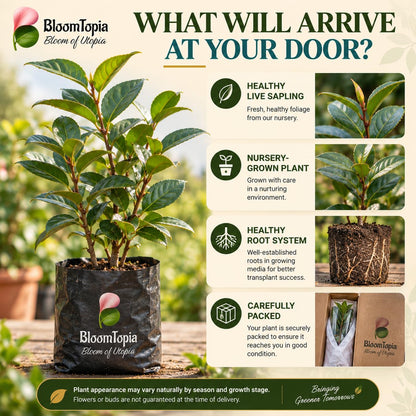 Illustrated plant, root close-ups and pack-presentation panel for Rare Red Hybrid Camellia.