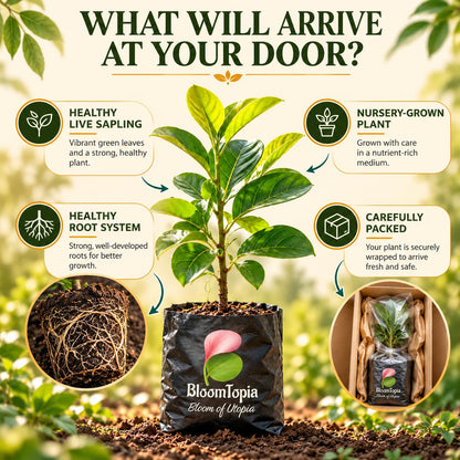 Illustrated plant, root close-ups and pack-presentation panel for Thai All-Time Jackfruit.