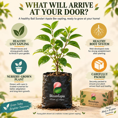 Illustration of a young Ball Sundari Apple Ber Fruit plant, roots and protective packing.