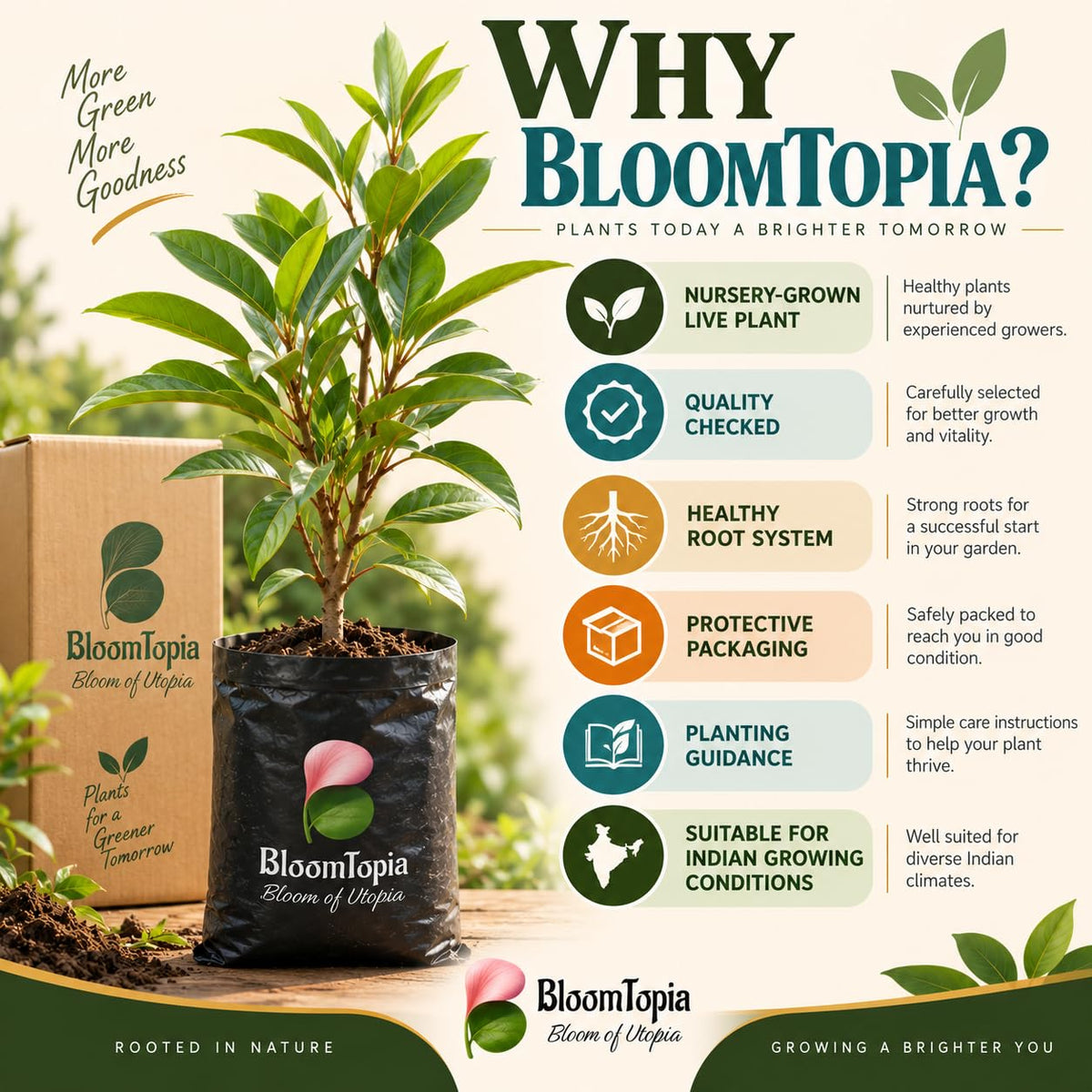 BloomTopia plant-handling and brand-information panel featuring Hybrid Chiku Sapodilla.