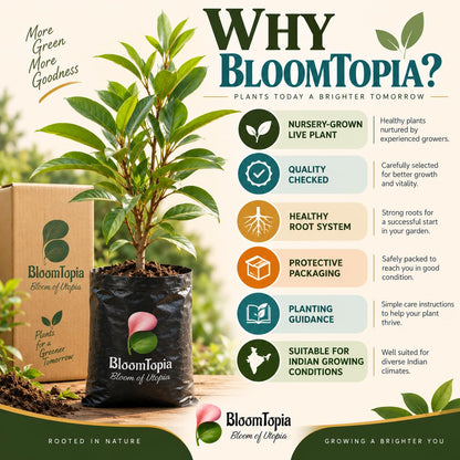 BloomTopia plant-handling and brand-information panel featuring Hybrid Chiku Sapodilla.