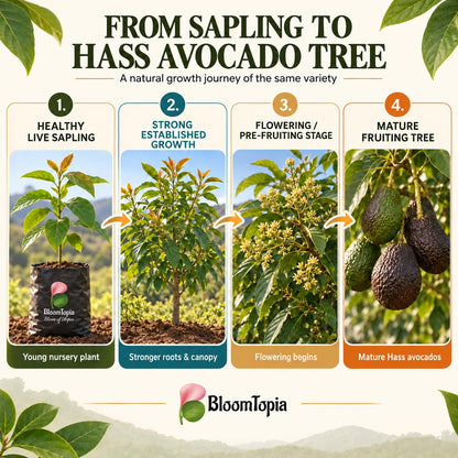 Illustrated growth stages for Hass Avocado, from young plant to mature growth.