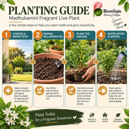 Step-by-step planting illustration for Madhukamini Fragrant.