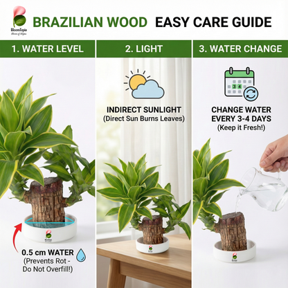 Lucky Brazilian Wood Live Plant for Home & Office | Good Luck Indoor Green Plant for Room & Desk Decor | Easy Care Air-Purifying Indoor Plant | Fresh Healthy Live Plant